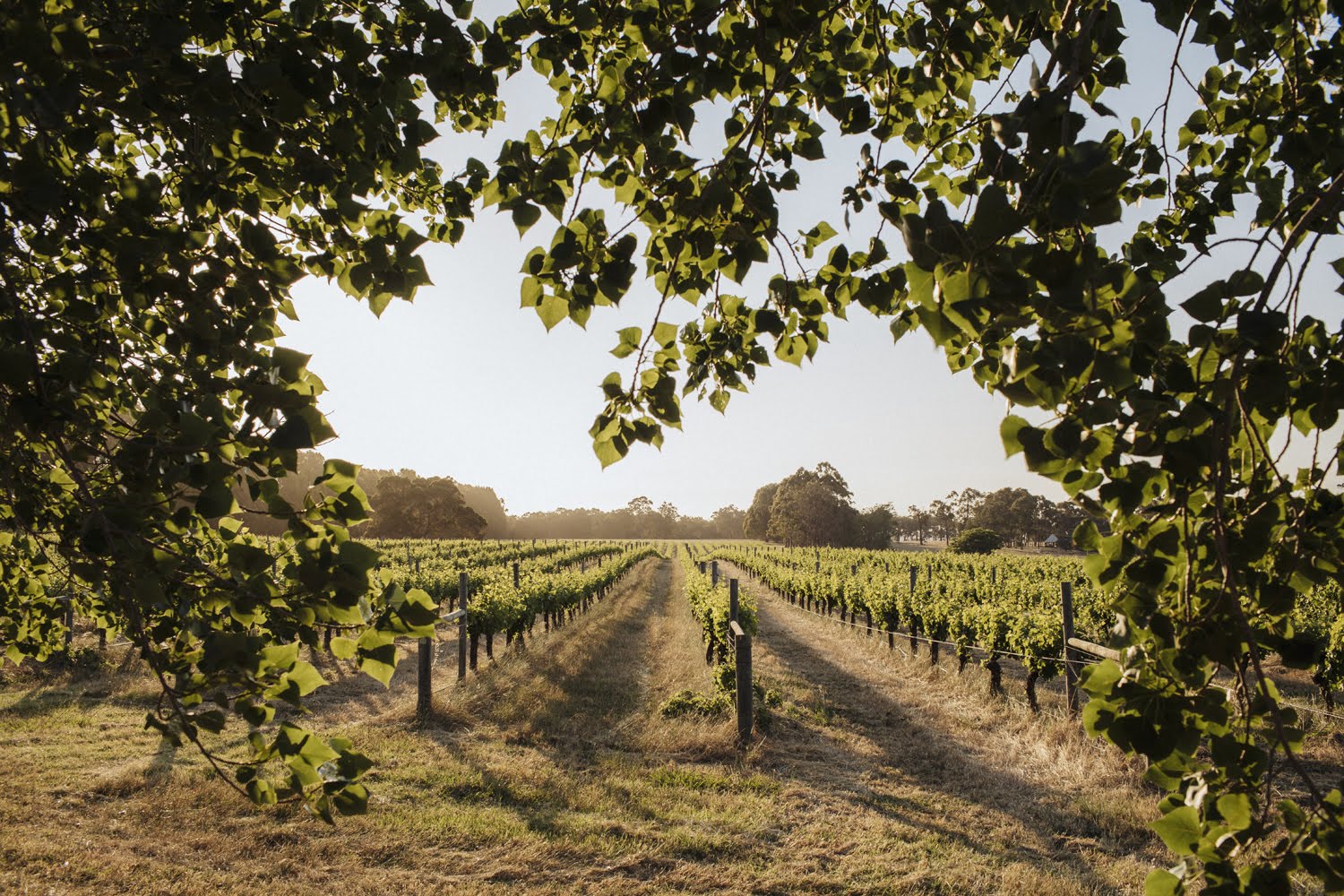 Rivendell Winery Estate  vineyards